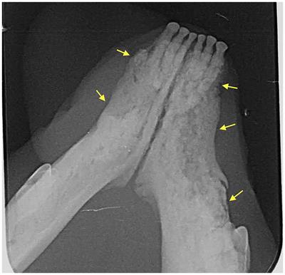 A retrospective case series on bisphosphonate related osteonecrosis of the jaw in 20 cats